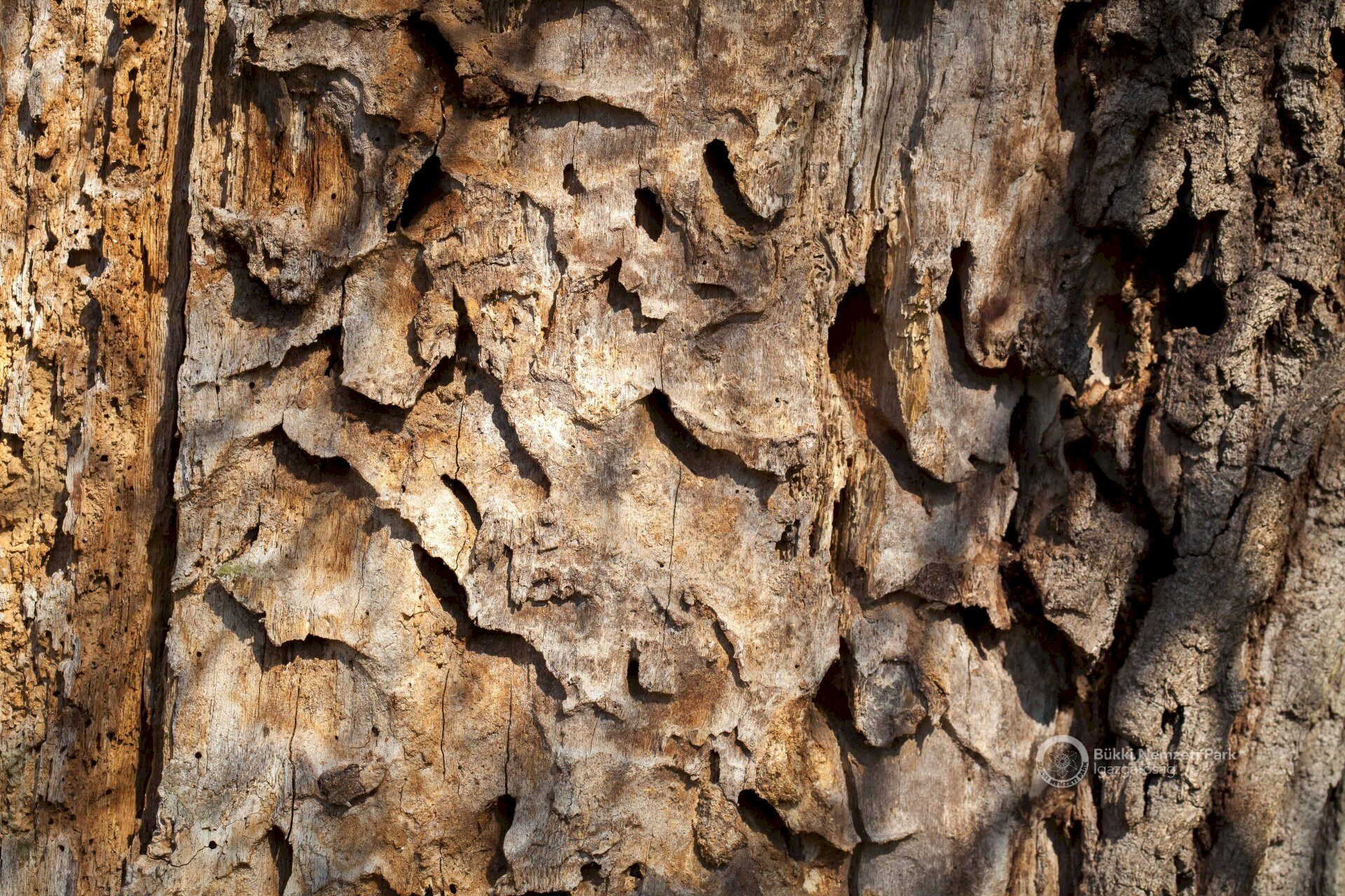 08 Lárvajáratok a kéreg alatt