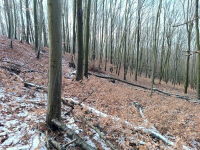 IMG_20250125_094349