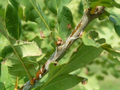                                                                                                                              