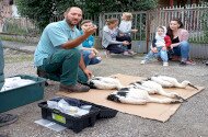 Fehér gólya gyűrűzések a Bükki Nemzeti Park Igazgatóság működési területén