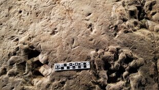 A Földtani Sokszínűség és az Állatok világnapjai a Miocén Parkban