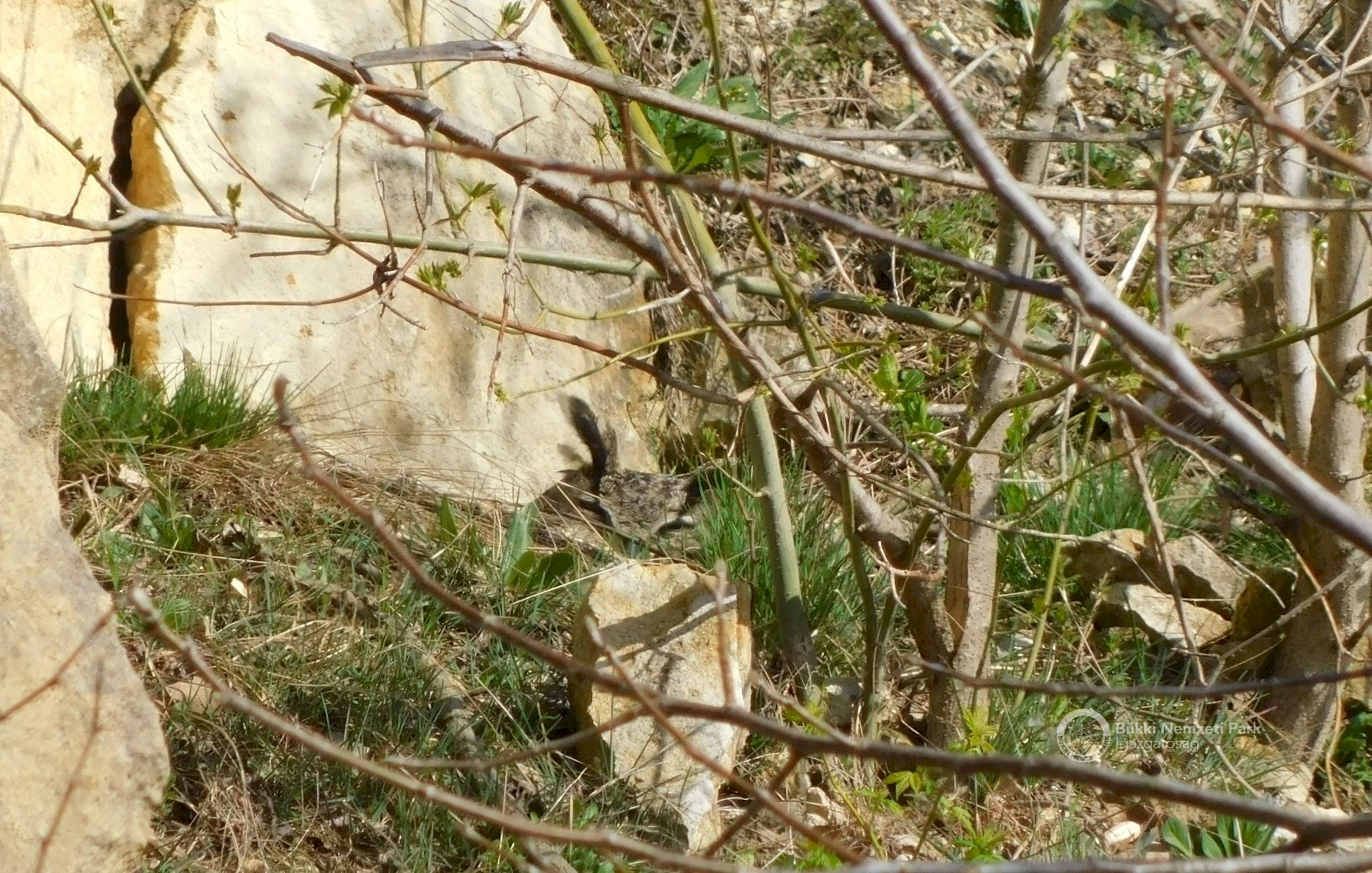 A költőüregben lapuló uhunak gyakran csak a tollfülei látszódnak