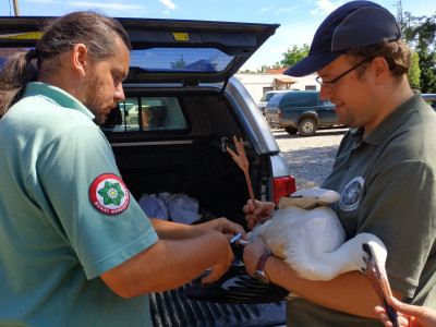 Gólya_fiókák_Fotó_Kozma_Attila