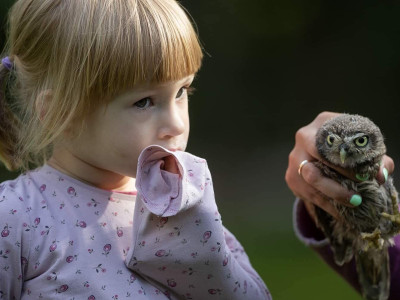 Kuvik_Fotó_Jakab_Sándor_001