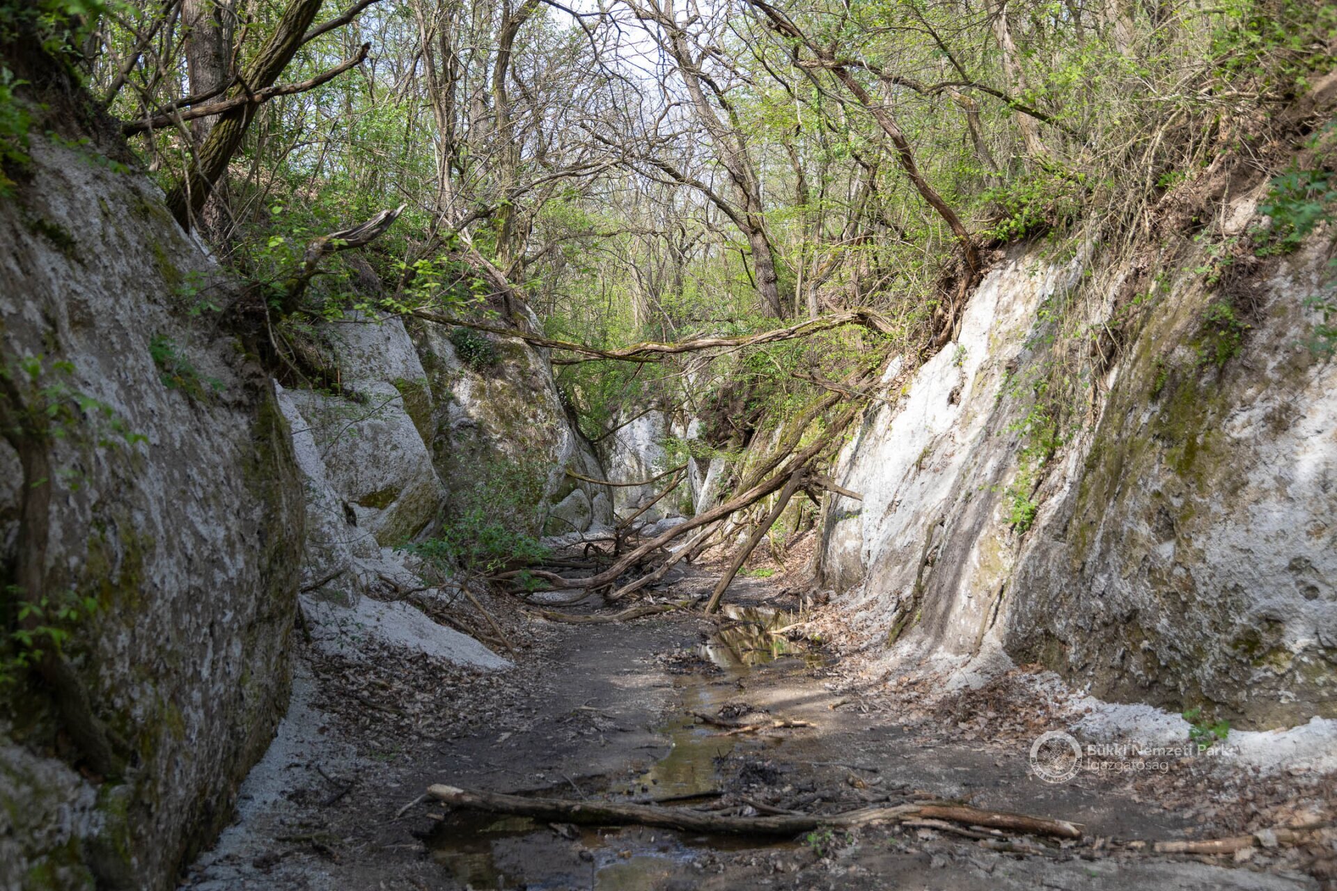 A Mész-patak riolittufába vájt szurdoka