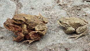 Áprilisi békák a Miocén Ősvilágban