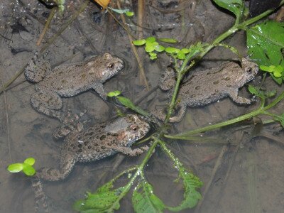 ASCII                                       