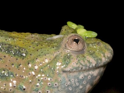 ASCII                                       