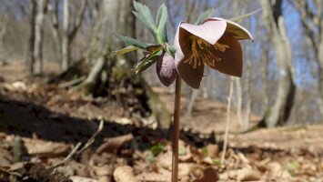 A tavasz korai hírnökei - a hunyorok nyomában