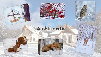 A téli erdő - természetismereti foglalkozások óvodásoknak a Harkály Házban