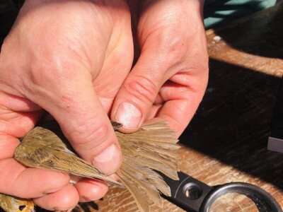 240427_13_Gelsei Örsi