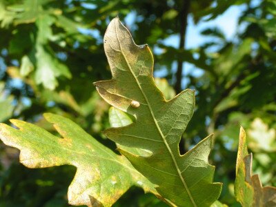                                                                                                                              