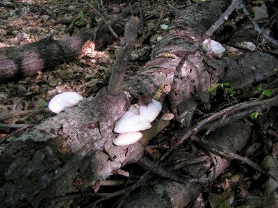                                                                                                                              