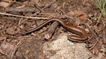 Egy hét egy faj 1. - a 40 éves Mátrai Tájvédelmi Körzetet ünnepeljük
