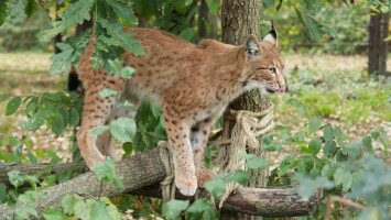 Erdők magányos hercege a Bükki Nemzeti Park Igazgatóságban