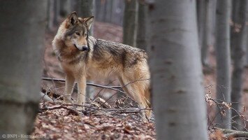 Farkas (Canis lupus)