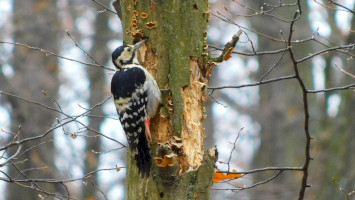 fehérhátú fakopáncs, harkály, bnpi, bükki nemzeti park igazgatóság