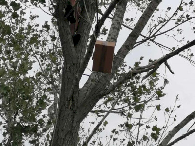 19. kép_A fióka egy biztonságos dobozban 2