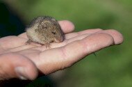 Természetmegőrzési Műhely: A hazai 
