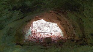 Határon átívelő fatörzsbarlang túra a miocén ősvilágba