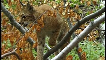 Híúz (Lynx lynx)