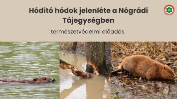 Hódító hódok jelenléte a Nógrádi Tájegységben