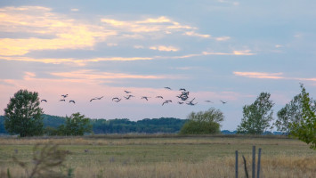 Hol vannak a darvaink?