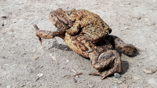 Húsvéti Békák a Miocén Ősvilágban