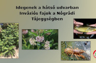 Idegenek a hátsó udvarban - Inváziós fajok a Nógrádi Tájegységben