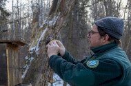 Madárgyűrűzés és cinkegolyó készítés iskolai csoportoknak a Szeleta Parkban