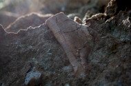 Őslénytani Délután az Ősmaradványoknál – A dinoszauruszoktól a láthatatlan világig