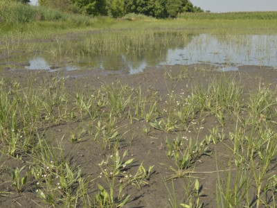 Lándzsás hídőr (Alisma lanceolatum)