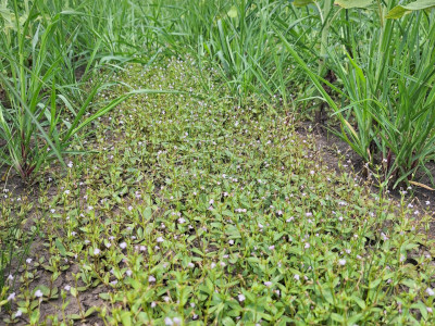 Heverő iszapfű tömeges virágzása napraforgó vetés nedves közeiben