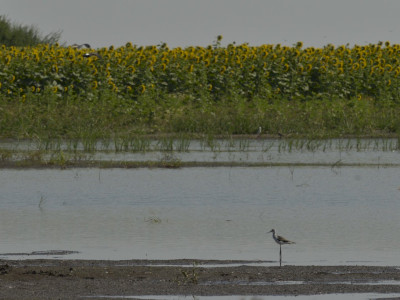 Ez évben kelt fiatal gólyatöcs belvizes szántón