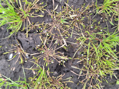 Törpe iszaprojt (Limosella aquatica) virágzó példányai nedves felszínen