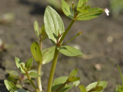 Virágzó heverő iszapfű