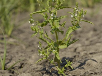 Póléveronika (Veronica anagallis-aquatica)