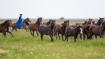 Jelentős genetikai értéket képviselő furioso-north star lovak érkeztek a Batúz-tanyára