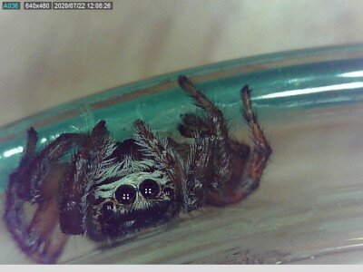 ugropok