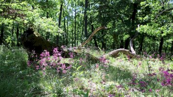 Kilenc év alatt gazdagabbá váltak a tölgyesek: lezárul a LIFE4OakForests projekt