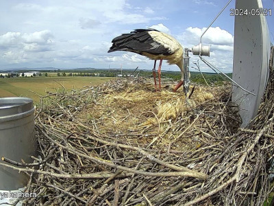 SnapShot-20240521_140257_herédi_fiók��k_a_fészekben