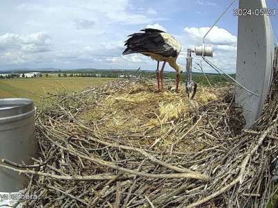 SnapShot-20240521_140322_herédi_fiók��k_a_fészekben