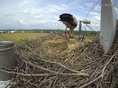 SnapShot-20240521_141724_herédi_fiók��k_a_fészekben