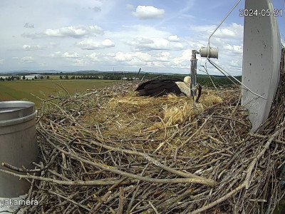 SnapShot-20240521_143458_herédi_fiók��k_a_fészekben