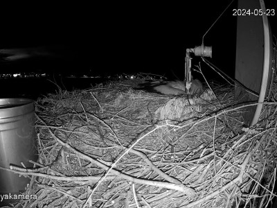 SnapShot-20240523_213448_fiókafej