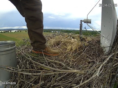 SnapShot-20240525_175902_herédi_fiók��k_a_fészekben