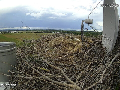 SnapShot-20240525_180002_herédi_fiók��k_a_fészekben_hárman