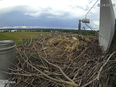 SnapShot-20240525_180027_herédi_fiók��k_a_fészekben