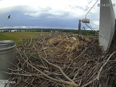 SnapShot-20240525_180043_herédi_fiók��k_a_fészekben