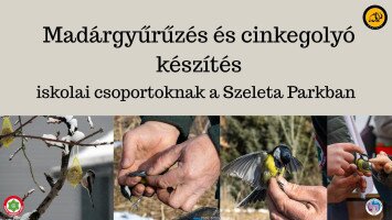 Madárgyűrűzés és cinkegolyó készítés iskolai csoportoknak a Szeleta Parkban
